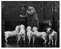 FALL/CLUMBER SPANIEL/36 from Mary Evans