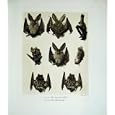 1904 LONG-EARED BAT BARBASTELLE NATURE ANIMALS PHOTO
