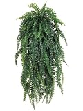 60" Weeping Boston Fern Hanging Bush X69 Green, with No Pot, Basic Assembly and Shaping Needed.