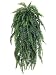 60" Weeping Boston Fern Hanging Bush X69 Green, with No Pot, Basic Assembly and Shaping Needed.
