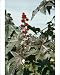 Photographic Prints of Castor Oil Plant from Ardea Wildlife Pets