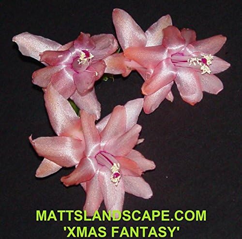 Schlumbergera Hybrid, XMAS FANTASY, 1 Gallon, BLOOMING NOW, Orchid Cactus, Green Healthy Stems, 3+ Rooted Plants.