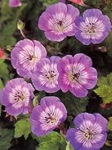 Hardy Blue Geranium 8 Seeds