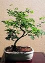 Brussel's Brazilian Rain Tree