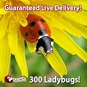 300 Live Ladybugs - Good Bugs - Ladybugs - Guaranteed Live Delivery!