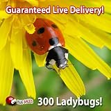 300 Live Ladybugs - Good Bugs - Ladybugs - Guaranteed Live Delivery!
