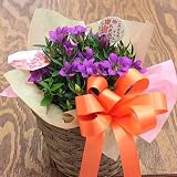 リンドウ鉢植え：「心実 舞」かご付き 【遅れてごめんね 敬老の日ギフト】 りんどう
