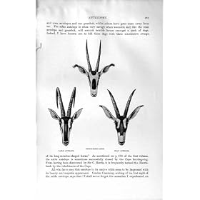 ORYX 1894 DE L'ANTILOPE DE SABLE D'HISTOIRE NATURELLE FRINGE-EARED