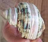 Pearl Banded Green Turbo Seashell Hermit Crab Shell