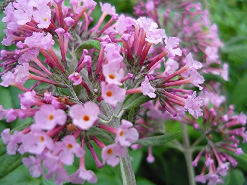 Pink Delight Butterfly Bush (Buddleia davidii) Live Herb Plant Pink Delight Butterfly Bush (Buddleia davidii) Live Herb Plant