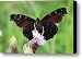 DARK KNIGHT DARK SIDE OF A PEACOCK BUTTERFLY IN IRELAND Canvas Print / Canvas Art - Artist Pierre...
