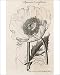 Photographic Prints of Papaver Somniferum from Mary Evans