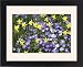Framed Prints of Spring flowers from Science Photo Library