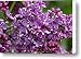 Lilac Flowers In The Spring Syringa Canvas Print / Canvas Art - Artist Darlyne A. Murawski