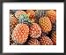 Pineapples, Sunshine Coast, Queensland, Australia Framed Art Poster Print by David Wall, 22x18