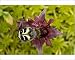 Photographic Prints of Bee beetle or bee chafer, feeding on marsh cinquefoil flower (potentilla from Ardea Wildlife Pets