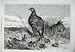 1869 Brood Partridges Wild Birds Country Antique Print