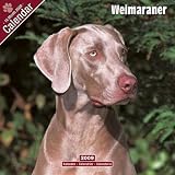 2009 Weimaraner Wall Calendar