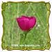 Fringed Poppy Mallow (Callirhoe digitata) Jumbo Wildflower Seed Packet - 15 Seeds