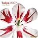 Tulips 2007 Calendar (Multilingual Edition)