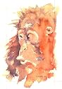 Baby Orangutan Animal POSTCARD of Steve Greaves Painting Art