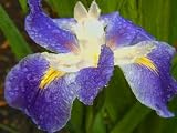 Louisiana Iris 'King Creole'