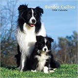 Border Collies 2008 Wall Calendar