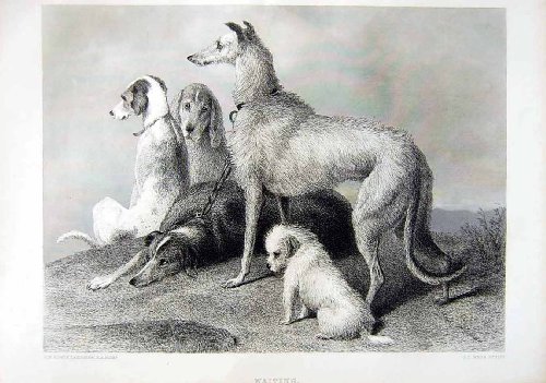 1870 Art Journal Puppy Hounds Dogs Landseer Webb