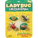 Life Cycle Stages Ladybug