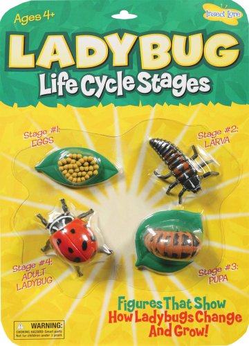 Childrens Toyshop  Toys : Life Cycle Stages Ladybug