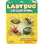 Life Cycle Stages Ladybug