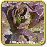 1 Oz Romaine Lettuce Seeds - 'Cimmaron' Bulk Vegetable Seeds
