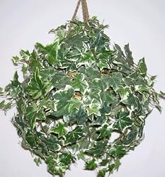 Variegated English Ivy Hanging Basket