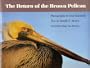 The Return of the Brown Pelican