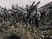Man Visiting a Banana Plantation Stands Among the Trees and Flowers Photographic Poster Print by Wilhelm Tobien, 24x32