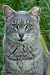Understanding Cat Illnesses And Quickly Applying Proven Remedies