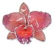 Natural orchid brooch pendant, 'Sweet Cattleya' Natural orchid brooch pendant, 'Sweet Cattleya'