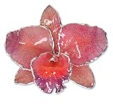 Natural orchid brooch pendant, 'Sweet Cattleya'