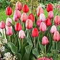 Darwin Tulip Bulbs Plant to Impress Mix