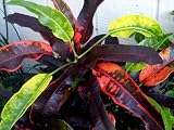 Heirloom Croton Stoplight Brilliant Tropical Color