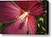 Red Disco Belle Hibiscus Painting Canvas Print / Canvas Art - Artist Teresa Mucha