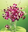 Purple Orchids w/ Free Vase