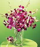 Purple Orchids w/ Free Vase