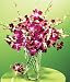 Purple Orchids w/ Free Vase