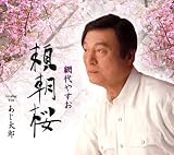網代やすお｜頼朝桜
