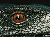 Close View of the Eye of a New Species of Monitor Lizard Artists Photographic Poster Print by Tim Laman, 12x16