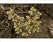 Photographic Prints of All-seed from Ardea Wildlife Pets
