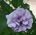 DOUBLE PURPLE MOONFLOWER DATURA
