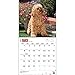 Cockapoos 2015 Wall Calendar