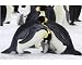 Photographic Print of Emperor Penguin - pair parenting and chick from Ardea